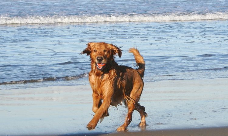 In Sirmione wurde neuer Dog Park eingeweiht