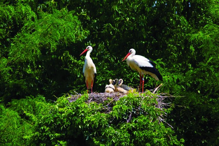 Interregionales Projekt Ecopay Connect: neue Website ist online