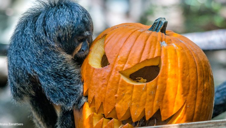 Halloween im Parco Natura Viva