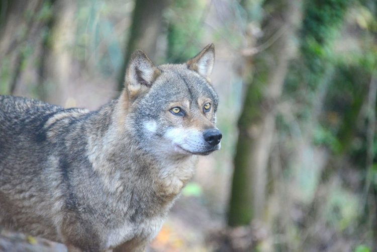 Im Parco Natura Viva sind „Tiere  und Pflanzen der Bibel” Thema