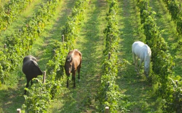 Hoch zu Ross auf Entdeckung der Weine