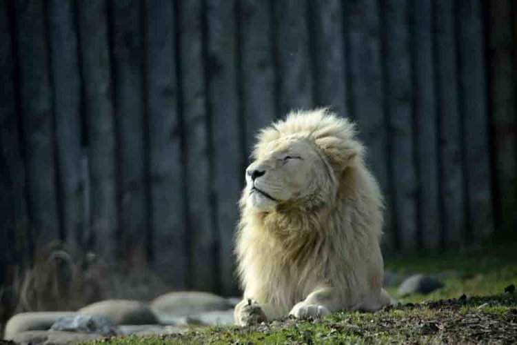 Blanco „lebt” nun im MUSE