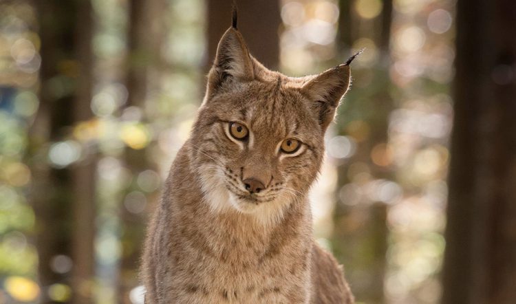 Österreichische Regisseurin beim Filmfestival der Wälder ausgezeichnet