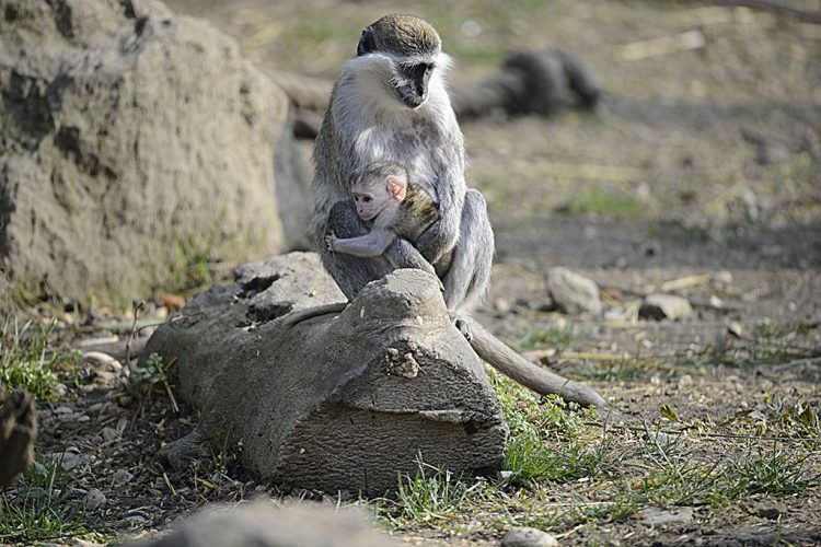 Parco Natura Viva: eine Weltreise mit 250 Tierarten
