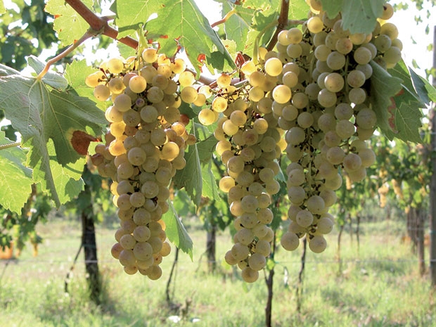 Der Lugana-Wein erobert die Vereinigten Staaten