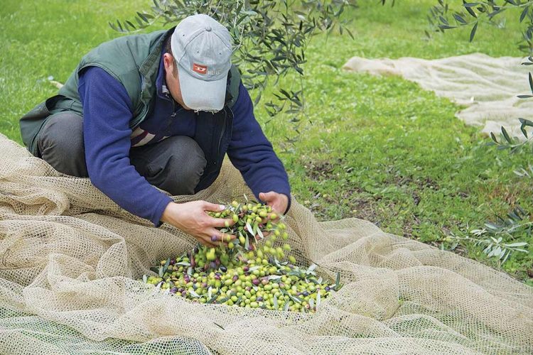 Manestrini lädt zum „Tag der offenen Ölmühle“