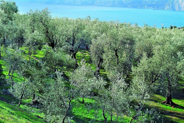 Schwieriges Jahr für die Olivenbauern