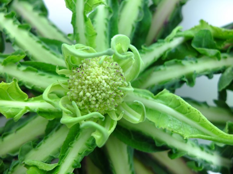 Giovanni Rana wird mit dem &bdquo;Goldenen Broccoletto&ldquo; ausgezeichnet