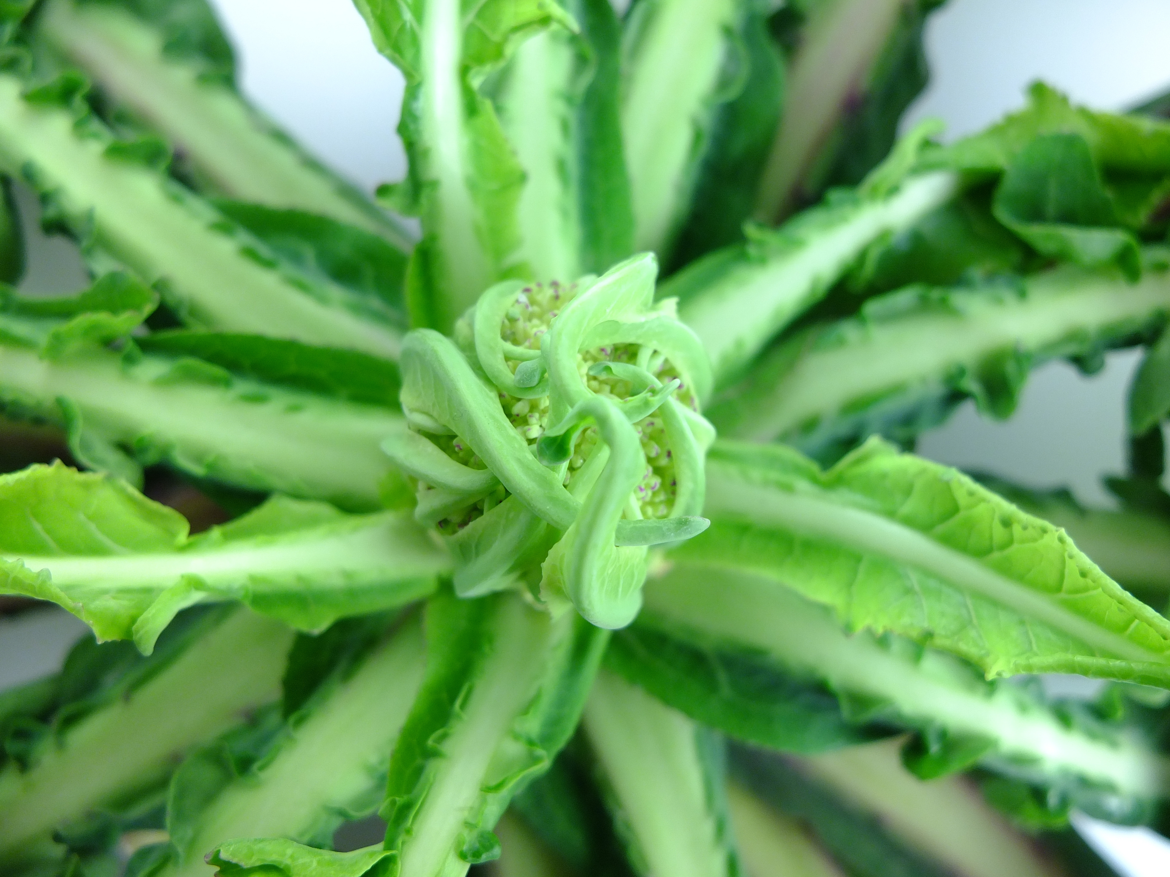 Nach dem ersten Frost kommt der Broccoletto von Custoza wieder auf den Tisch