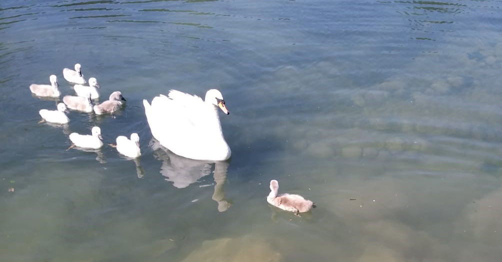 Parco del Mincio: Kleiner Schwan gepflegt und in die Familie zurückgekehrt