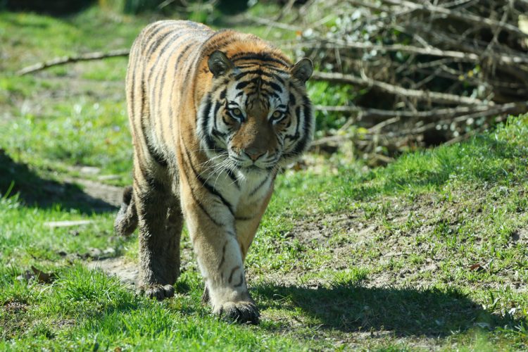 Letzte Tage für einen Besuch im Parco Natura Viva vor der Winterschließung