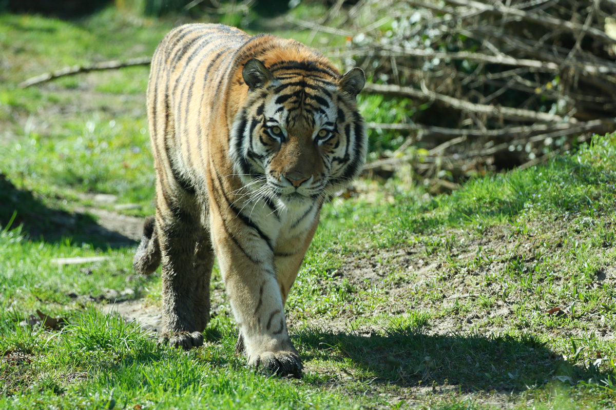 Der Tiger Botsman - Parco Natura Viva