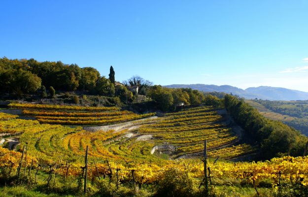 Soave und Durello landen auf der Prowein in Düsseldorf