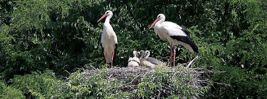 Parco del Mincio: außergewöhnliche Eingriffe für die Biodiversität