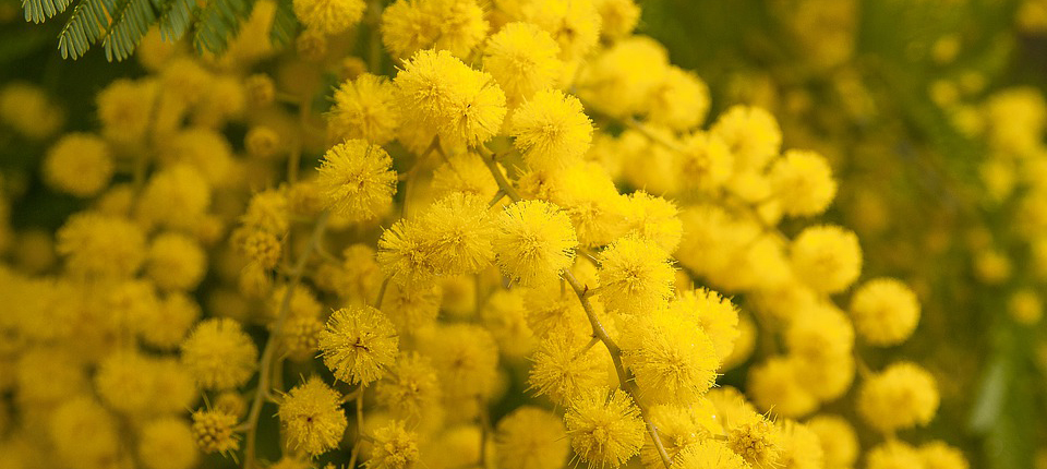 Mimosen