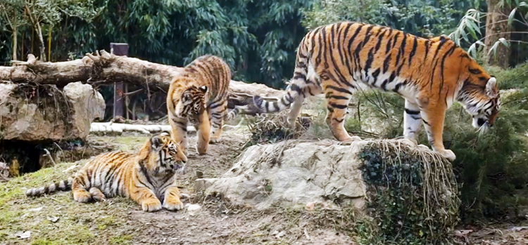 Die drei kleinen Tiger des Parco Natura Viva wachsen schnell
