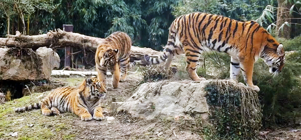 Die drei kleinen Tiger des Parco Natura Viva wachsen schnell