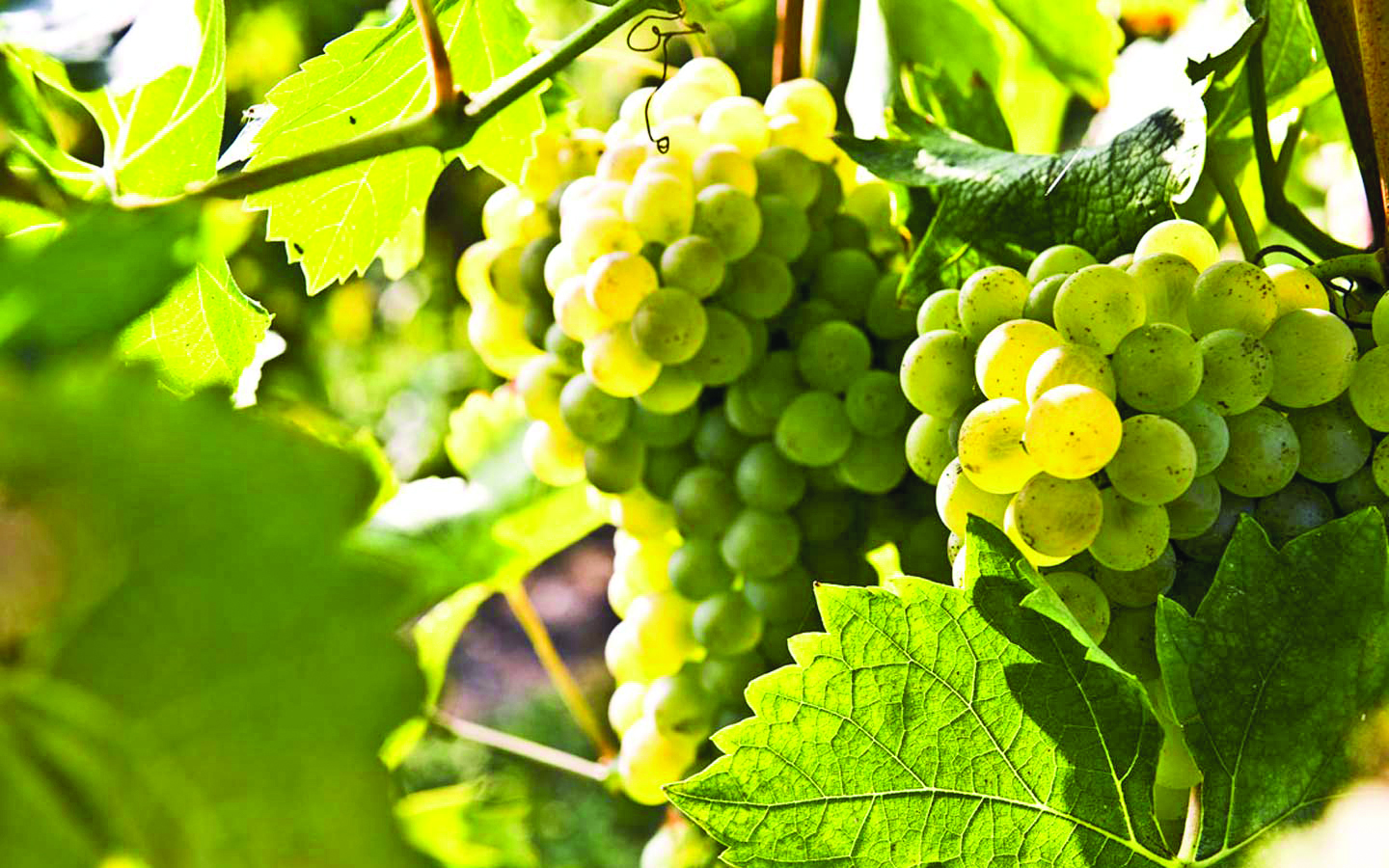 Lugana Wein wird mit 3 Klonen von Turbiana-Trauben verstärkt