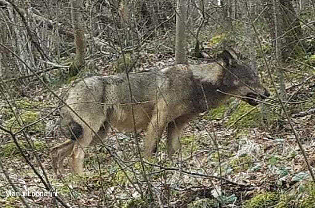 San Zeno di Montagna: von Angesicht zu Angesicht mit dem Wolf auf der Straße