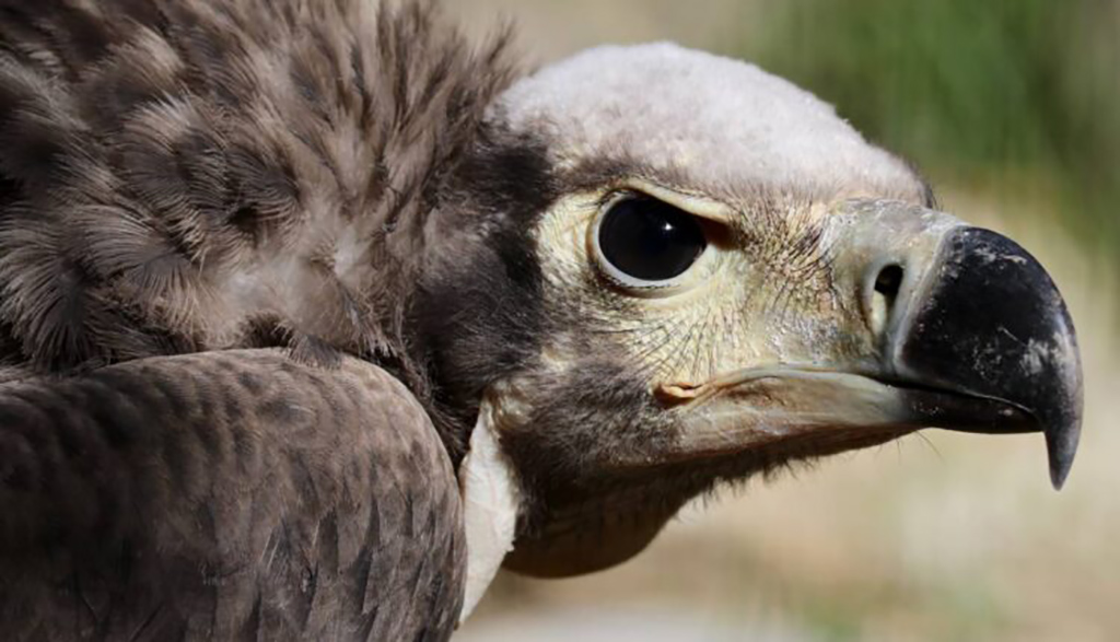 Im Parco Natura Viva der einzige indische Königsgeier in einem zoologischen Park geboren