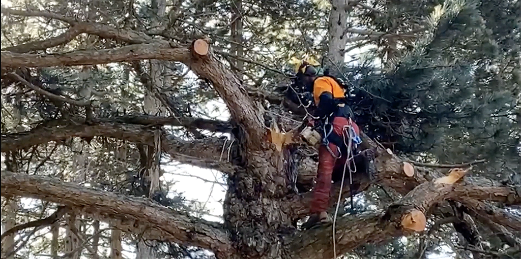 Monte Baldo: Online die Rettung der 1887 gepflanzten Schwarzkiefer