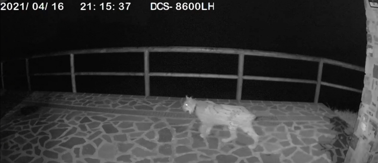 Überraschung: Kamera „fangt“ einen Luchs auf der Terrasse eines Hauses ein