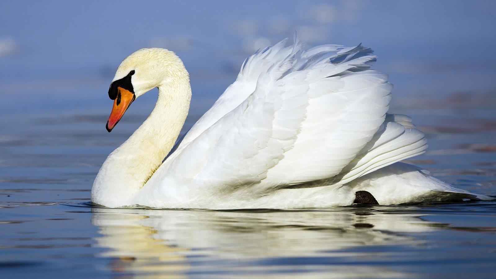 Peschiera: Der Schwan, der einen Haken verschluckt hatte, wurde operiert und gerettet