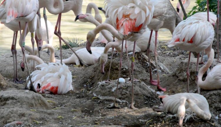 Parco Natura Viva: Die Anzahl der Eier der rosa Flamingos ist sehr gut