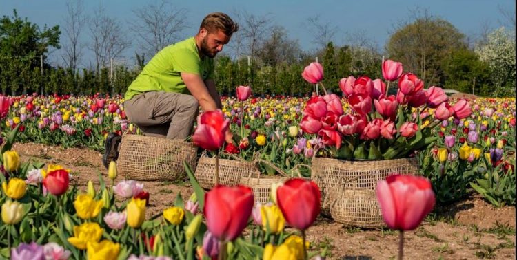 Tulpen, was für eine Leidenschaft! 100.000 blühen in Bussolengo
