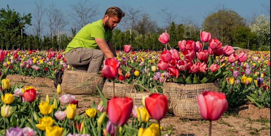 Bussolengo - Tulpen