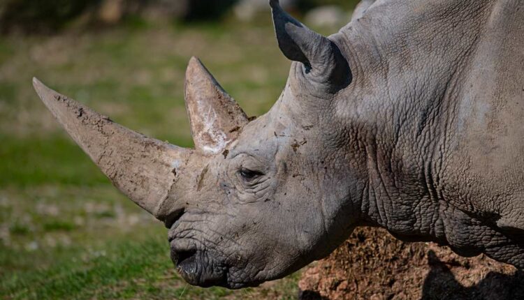 Parco Natura Viva: Tod des ältesten Nashorns der Welt