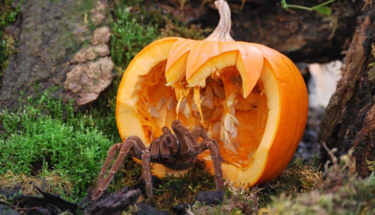 Tarantula Goliath in Parco Natura Viva