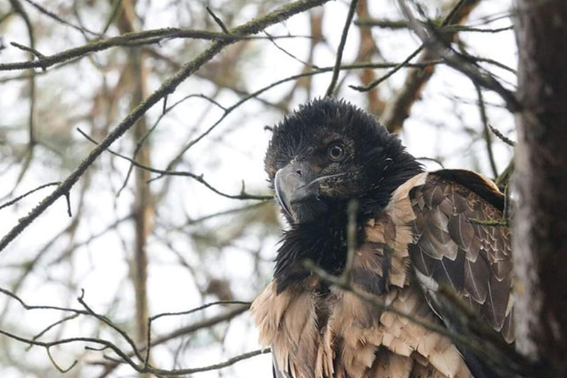 Eglazina, der rekordverdächtige Lämmergeier, der im Parco Natura Viva geboren wurde