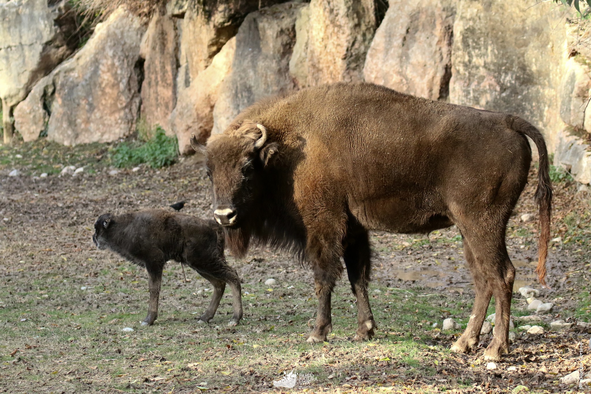 Eracle, der kleine europäische Bison, Sohn von Penelope und Zeus, wurde im Parco Natura Viva geboren