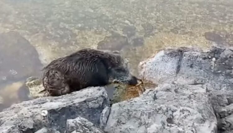 Pai di Brenzone: der Wildschwein-Tauchgang zum Jahresende