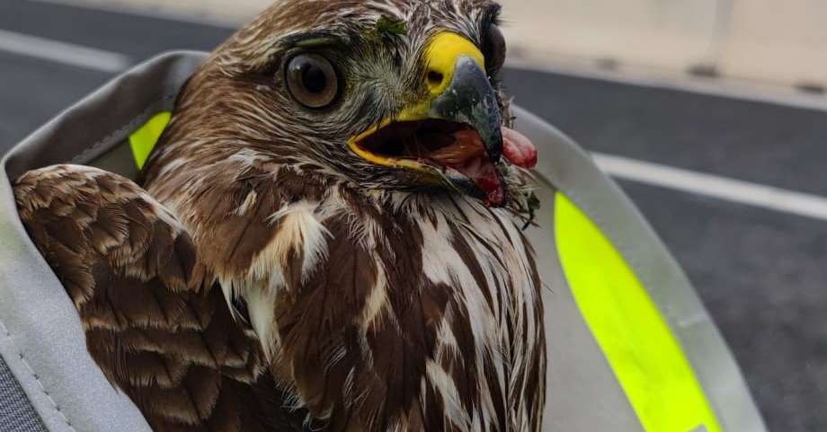 Ein Bussard ist der erste „Patient“ des Jahres 2022 im Lazise Wildlife Rescue Centre