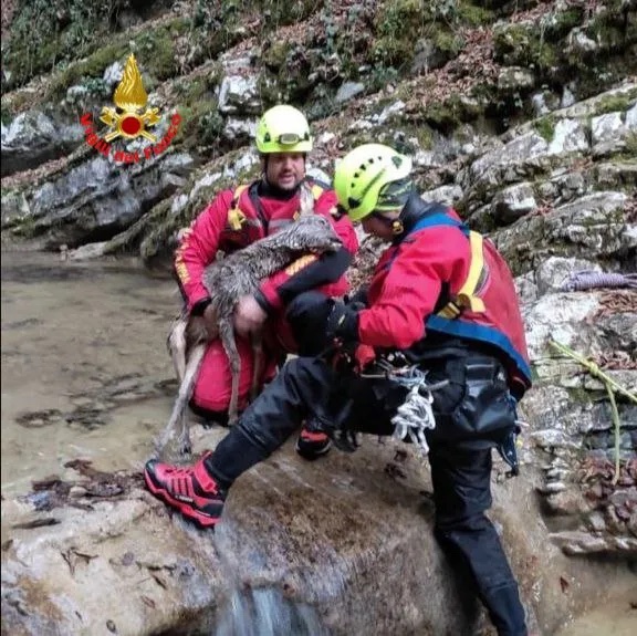 Rehwildbaby in gefrorenem Wildbach: Feuerwehr rettete es