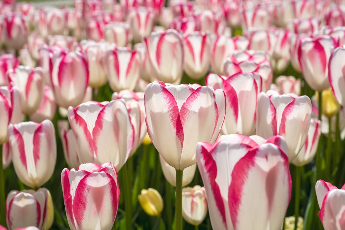 7. und 8. März, für Frauen freier Eintritt in den Parco Giardino Sigurtà in Valeggio