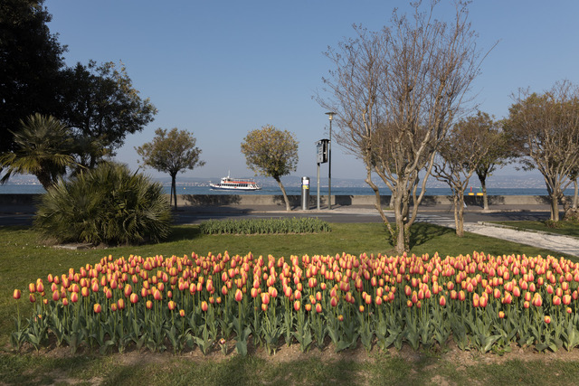 Die Tulpenmanie blüht in Sirmione