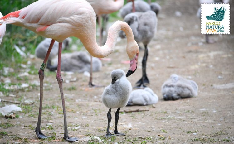 Die Saison der rosa Flamingos beginnt im Parco Natura Viva