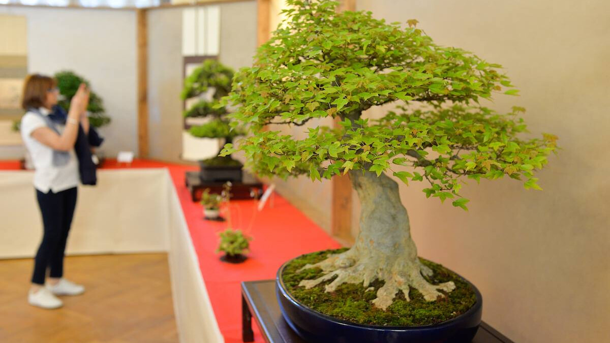 In Arco vom 6. bis 8. Mai „ArcoBonsai“