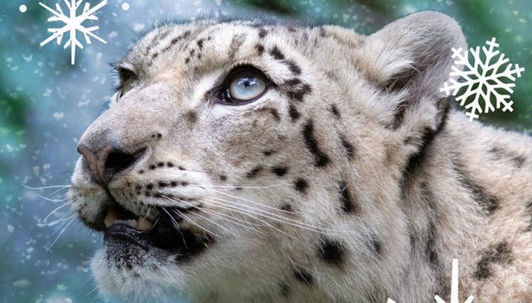 Parco Natura Viva, Sonderöffnung im Winter