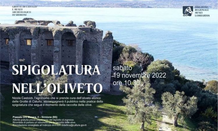 Sammeln im Olivenhain in die Grotte di Catullo, Sirmione