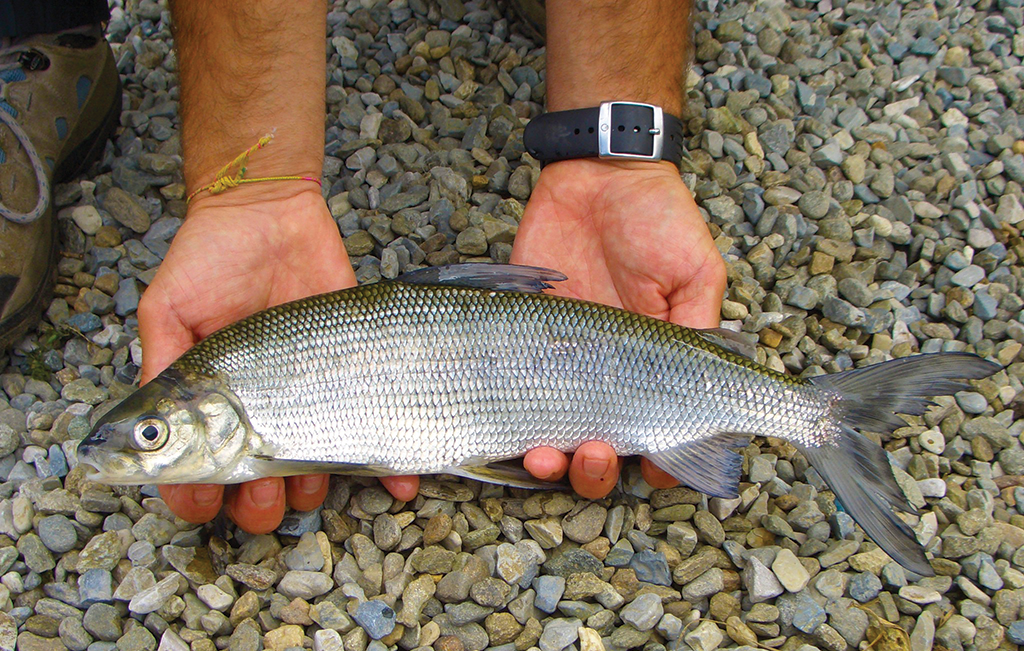 Bardolino: Die Aufzuchtstation für die am meisten gefährdeten Fische des Sees wiedereröffnet