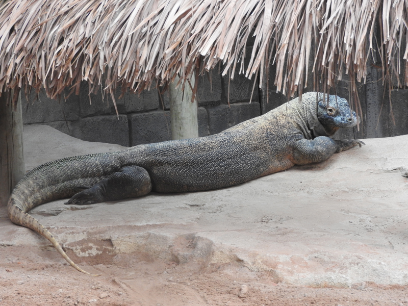 Natura Viva Park: Ivan, der Komodowaran, kommt in Bussolengo