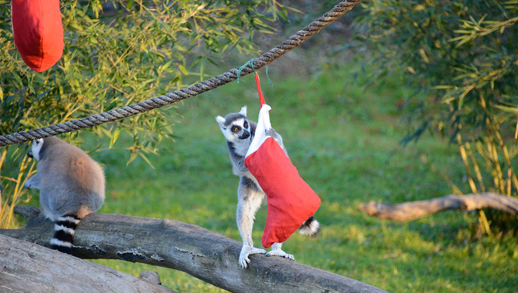 Parco Natura Viva: Der Weihnachtsmann kommt früher und die Tiere machen allerlei Dinge