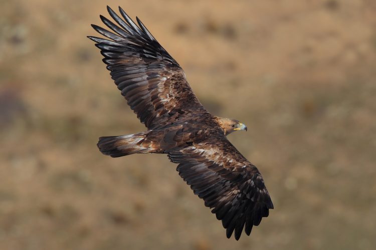 Gardone Riviera, Rettung für einen Steinadler