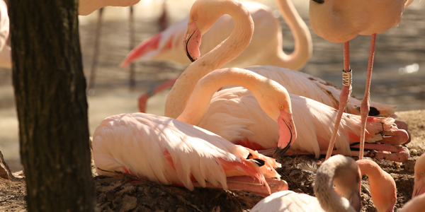 Parco Natura Viva, späte Eier für rosa Flamingos
