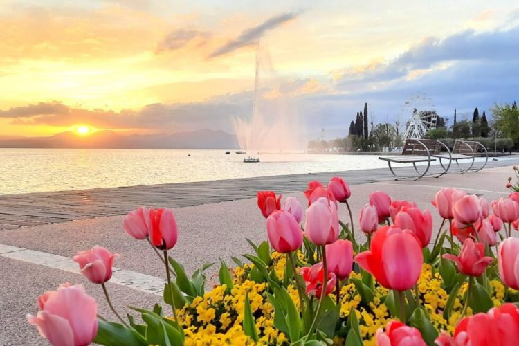 Tulpenmanie in Bardolino: 50.000 blühende Blumenzwiebeln am Seeufer