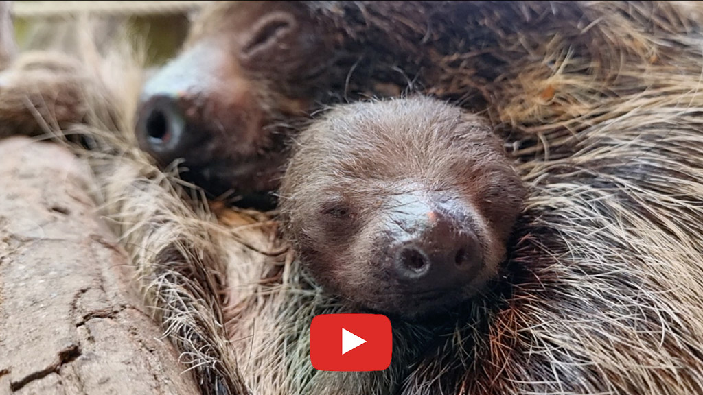 Muttertag: Parco Natura Viva veröffentlicht Video von der Geburt eines Faultierbabys Parco Natura Viva - Wendy und der Faultierbaby